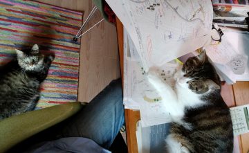 猫が住む建築士事務所