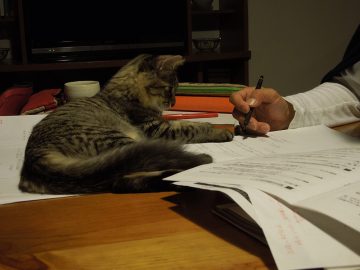 猫と建築士