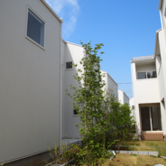 白井小町
