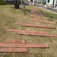 白井小町